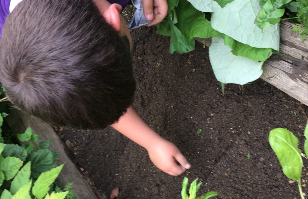 child planting a seed