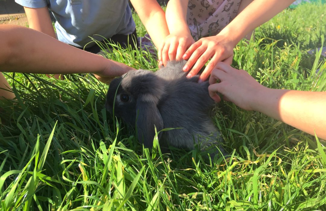 children stroking rabbit