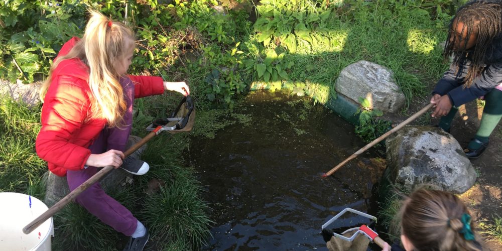 fishing in the pond